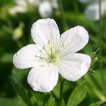Geranium macul. 'Album' geen maat specificatie 0,55L/P9cm - afbeelding 5