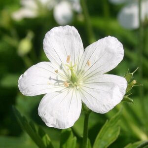 Geranium macul. 'Album' geen maat specificatie 0,55L/P9cm - afbeelding 5