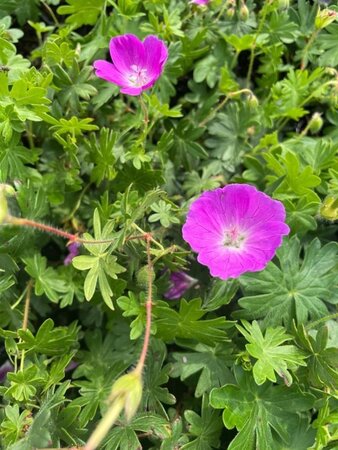 Geranium sang. 'New Hampsh. Purple' geen maat specificatie 0,55L/P9cm - afbeelding 1