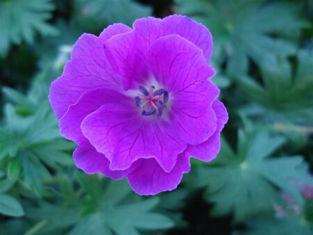Geranium sang. 'New Hampsh. Purple' geen maat specificatie 0,55L/P9cm - afbeelding 2