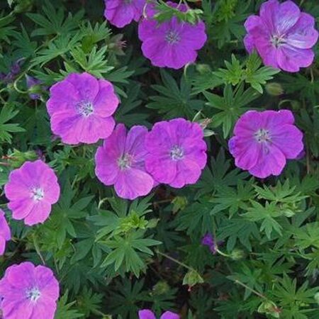 Geranium sang. 'New Hampsh. Purple' geen maat specificatie 0,55L/P9cm - afbeelding 3