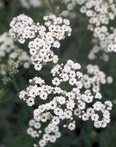 Gypsophila paniculata geen maat specificatie 0,55L/P9cm - afbeelding 1