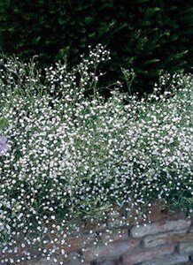 Gypsophila paniculata geen maat specificatie 0,55L/P9cm - afbeelding 2