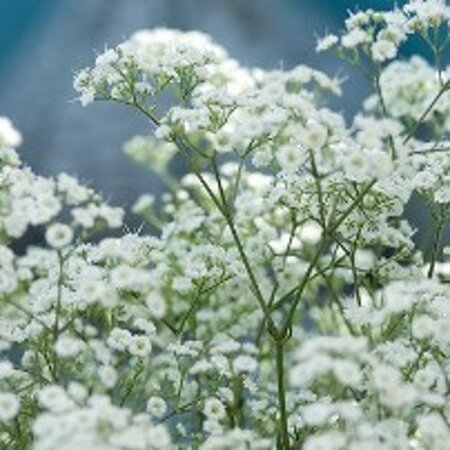 Gypsophila paniculata geen maat specificatie 0,55L/P9cm - afbeelding 3