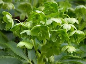Helleborus argutif. 'Green Dwarf' geen maat specificatie 0,55L/P9cm