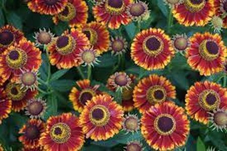 Helenium 'Bandera' geen maat specificatie 0,55L/P9cm