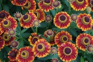 Helenium 'Bandera' geen maat specificatie 0,55L/P9cm