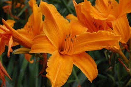 Hemerocallis 'Burning Daylight' geen maat specificatie 0,55L/P9cm