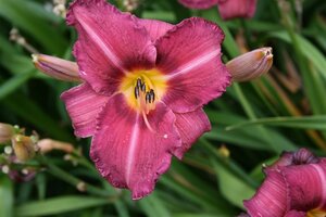 Hemerocallis 'Byzantine Emperor' geen maat specificatie 0,55L/P9cm