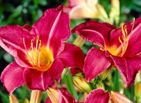 Hemerocallis 'Byzantine Emperor' geen maat specificatie 0,55L/P9cm - afbeelding 2