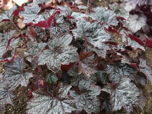 Heuchera 'Blackout' geen maat specificatie 0,55L/P9cm - afbeelding 2