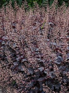 Heuchera 'Blackout' geen maat specificatie 0,55L/P9cm - afbeelding 3