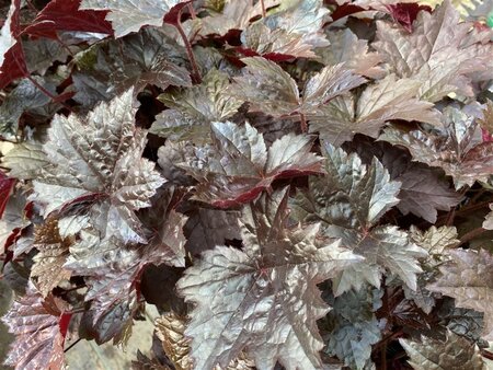 Heuchera 'Blackout' geen maat specificatie 0,55L/P9cm - afbeelding 4