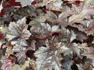 Heuchera 'Blackout' geen maat specificatie 0,55L/P9cm - afbeelding 4