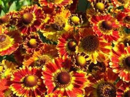 Helenium 'Fuego' geen maat specificatie 0,55L/P9cm