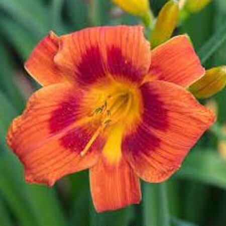 Hemerocallis 'Holiday Delight' geen maat specificatie 0,55L/P9cm - afbeelding 1