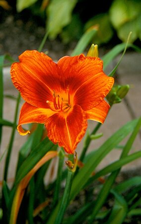 Hemerocallis 'Holiday Delight' geen maat specificatie 0,55L/P9cm - afbeelding 2