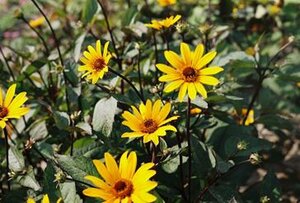 Heliopsis h. 'Summer Nights' geen maat specificatie 0,55L/P9cm