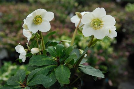 Helleborus n. 'Praecox' geen maat specificatie 0,55L/P9cm
