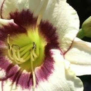 Hemerocallis 'Pandora's Box' geen maat specificatie 0,55L/P9cm - afbeelding 1