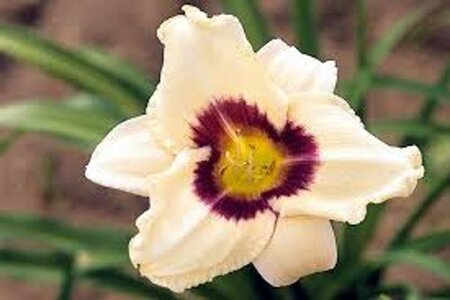 Hemerocallis 'Pandora's Box' geen maat specificatie 0,55L/P9cm - afbeelding 2