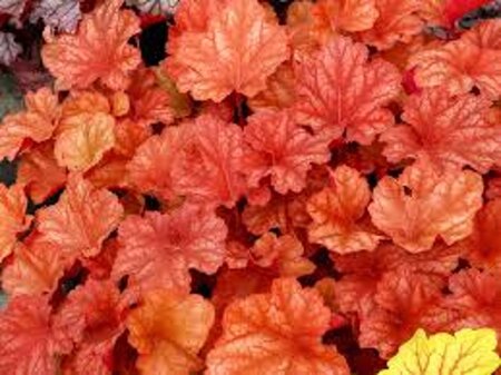 Heuchera 'Rio' geen maat specificatie 0,55L/P9cm - afbeelding 1