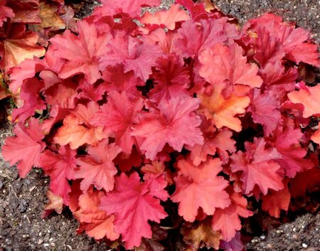 Heuchera 'Rio' geen maat specificatie 0,55L/P9cm - afbeelding 2