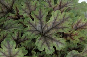 Heucherella 'Tapestry' geen maat specificatie 0,55L/P9cm