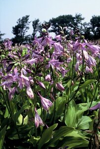 Hosta clausa normalis geen maat specificatie 0,55L/P9cm - afbeelding 2