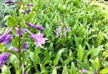 Hosta clausa normalis geen maat specificatie 0,55L/P9cm - afbeelding 1