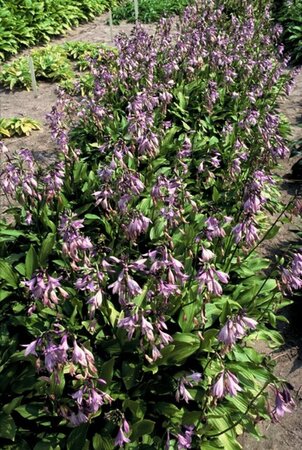 Hosta clausa normalis geen maat specificatie 0,55L/P9cm - afbeelding 3