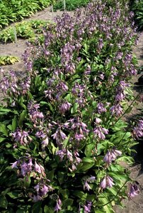Hosta clausa normalis geen maat specificatie 0,55L/P9cm - afbeelding 3