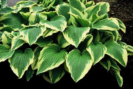 Hosta 'Moerheim' geen maat specificatie 0,55L/P9cm - afbeelding 1