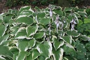 Hosta 'Moerheim' geen maat specificatie 0,55L/P9cm - afbeelding 2