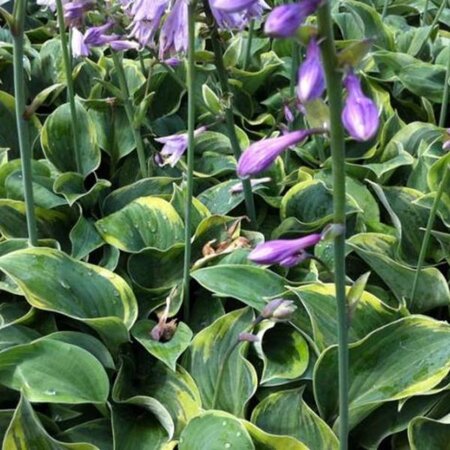 Hosta 'Toy Soldier' geen maat specificatie 0,55L/P9cm