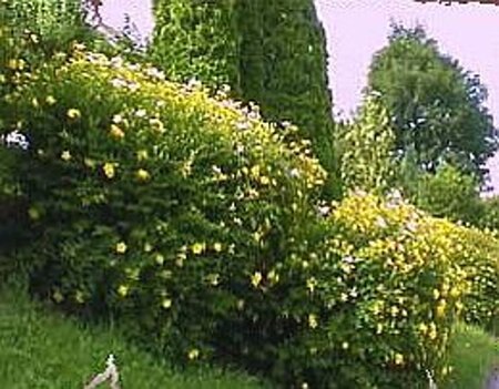 Hypericum 'Hidcote' geen maat specificatie cont. 2,0L - afbeelding 3