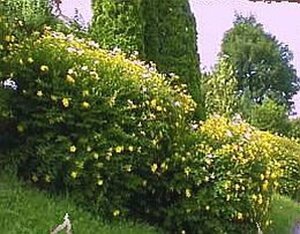 Hypericum 'Hidcote' geen maat specificatie cont. 2,0L - afbeelding 3