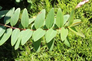 Hypericum 'Hidcote' geen maat specificatie 0,55L/P9cm