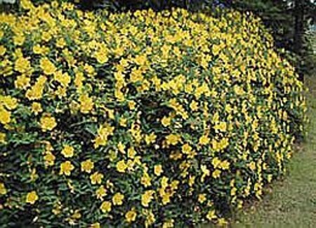 Hypericum 'Hidcote' geen maat specificatie 0,55L/P9cm - afbeelding 17