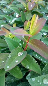 Hypericum 'Hidcote' geen maat specificatie 0,55L/P9cm - afbeelding 9