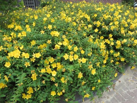 Hypericum 'Hidcote' geen maat specificatie 0,55L/P9cm - afbeelding 7
