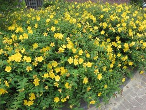 Hypericum 'Hidcote' geen maat specificatie 0,55L/P9cm - afbeelding 7
