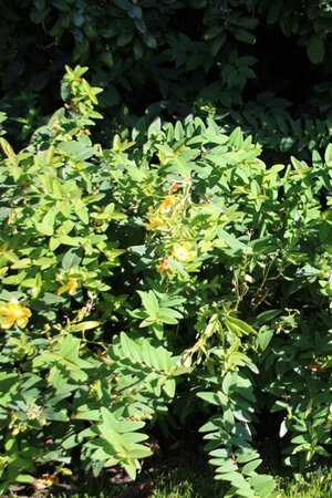 Hypericum 'Hidcote' geen maat specificatie 0,55L/P9cm - afbeelding 13