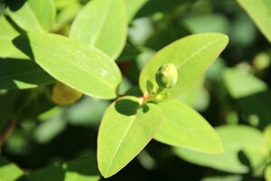 Hypericum 'Hidcote' geen maat specificatie 0,55L/P9cm - afbeelding 11