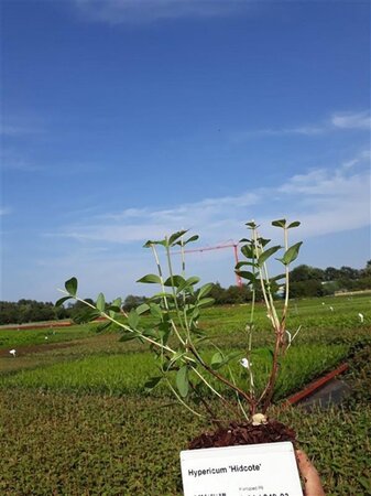 Hypericum 'Hidcote' geen maat specificatie 0,55L/P9cm - afbeelding 6