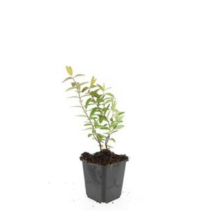 Hypericum 'Hidcote' geen maat specificatie 0,55L/P9cm - afbeelding 10