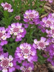 Iberis Absolutely Amethyst geen maat specificatie 0,55L/P9cm - afbeelding 1