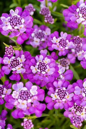 Iberis Absolutely Amethyst geen maat specificatie 0,55L/P9cm - afbeelding 2