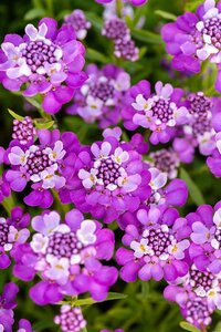 Iberis Absolutely Amethyst geen maat specificatie 0,55L/P9cm - afbeelding 2