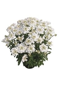 Iberis 'Masterpiece' geen maat specificatie 0,55L/P9cm